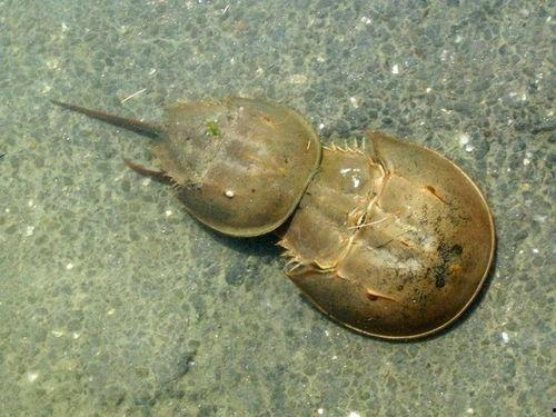 甲鱼长成人形了吗视频,从爬行动物到人形奇变的奇幻之旅