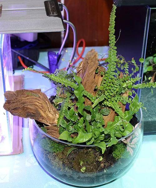 成人水族造景视频,跟随视频探索成人水族世界的魅力